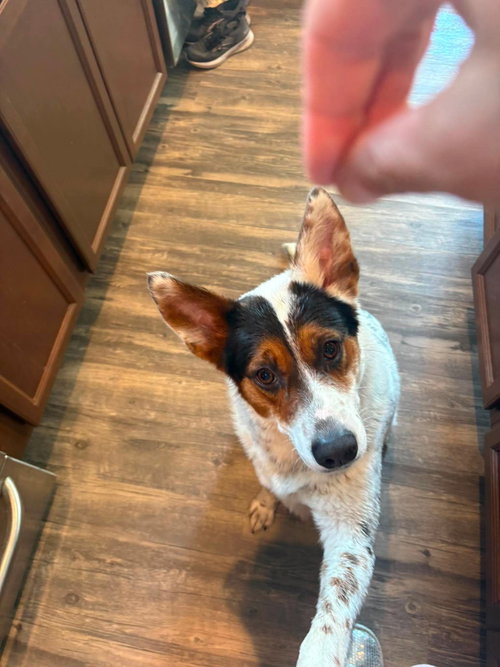 Pippa, an adoptable Collie / Mixed