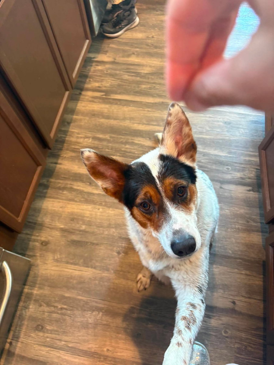 Pippa