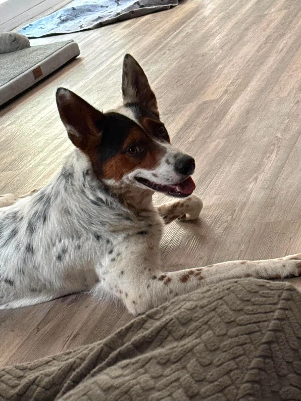 Pippa image 3