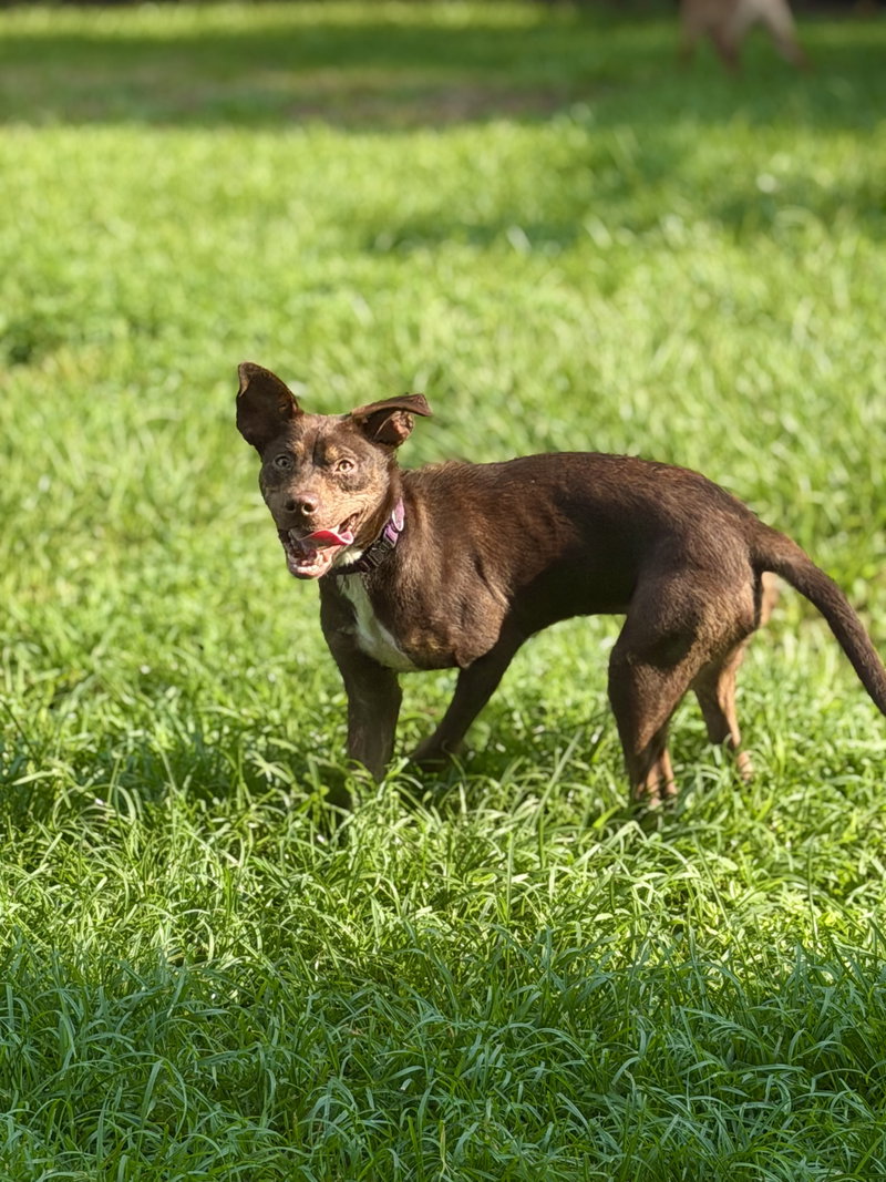 Godiva, an adoptable Unknown breed