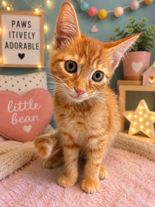 Cornbread, an adoptable Domestic Short Hair in Mcclellanville, SC