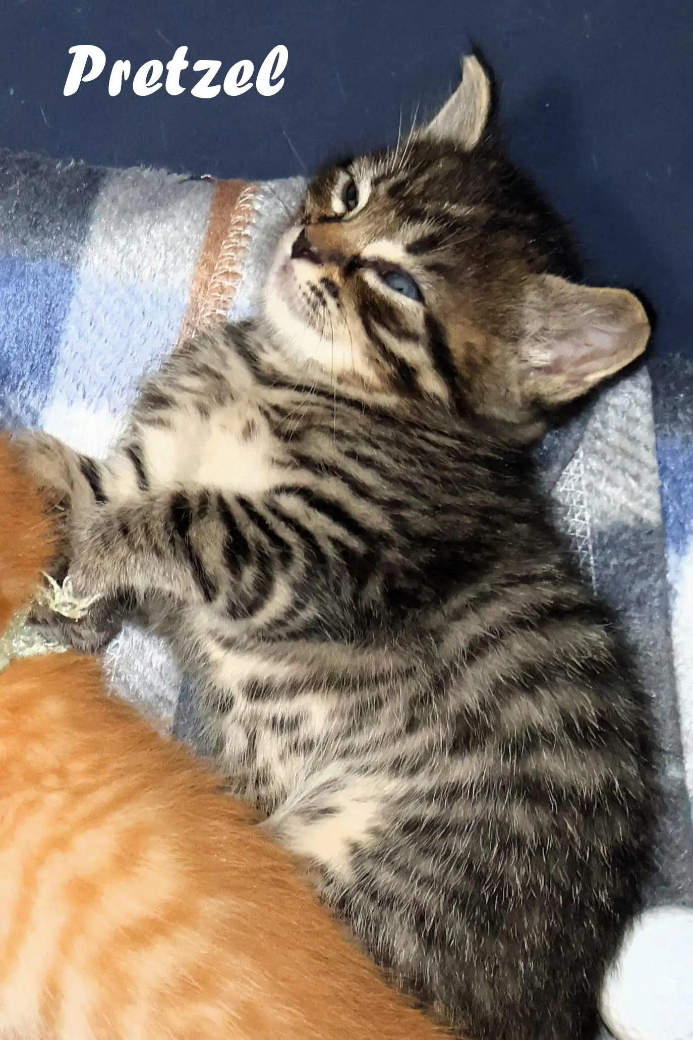 Pretzel - Domestic Short Hair