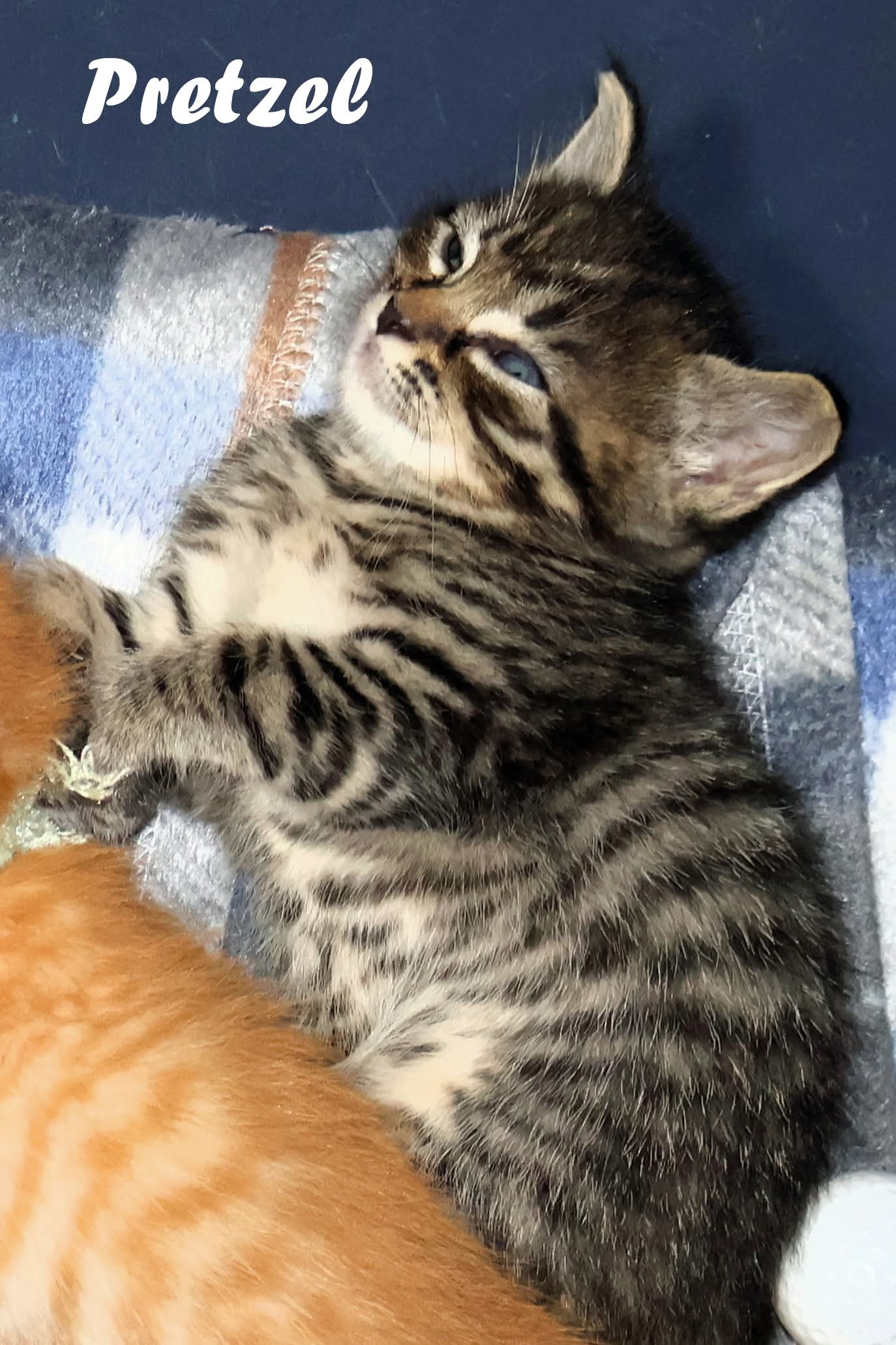Pretzel