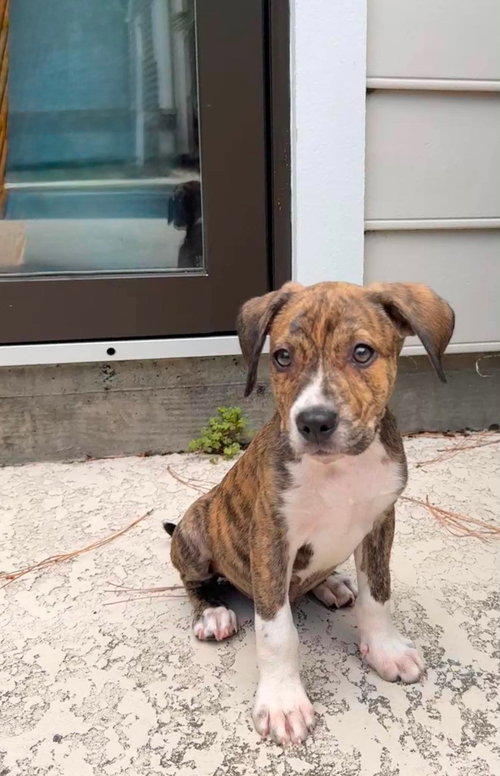 Pax, an adoptable Unknown breed in Mcclellanville, SC
