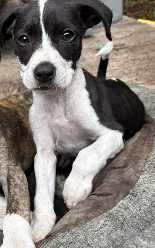 Rocky, an adoptable Unknown breed in Mcclellanville, SC