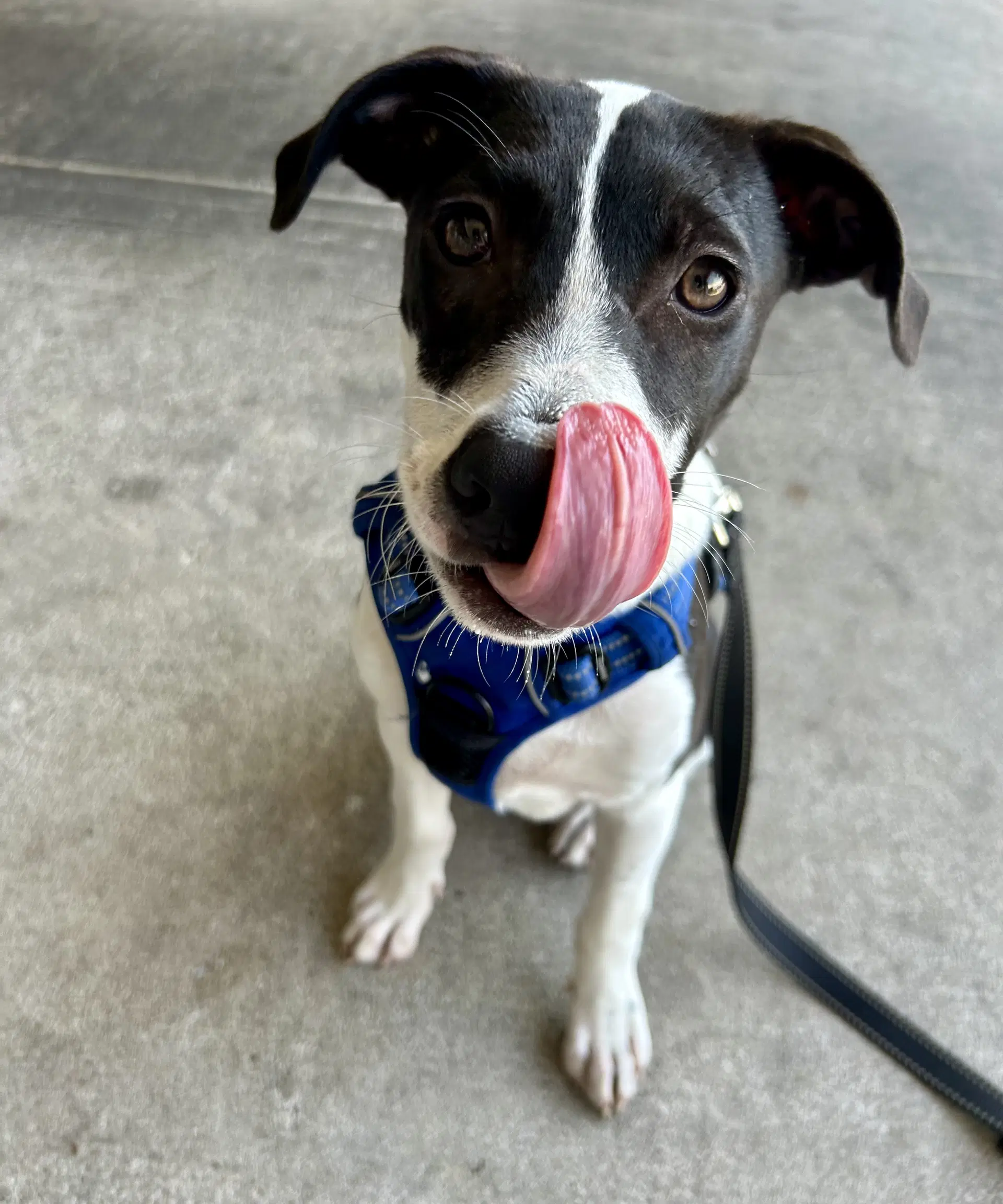 Rocky image 4
