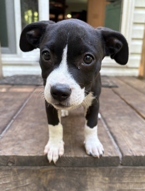 Rhonda, an adoptable Unknown breed in Mcclellanville, SC