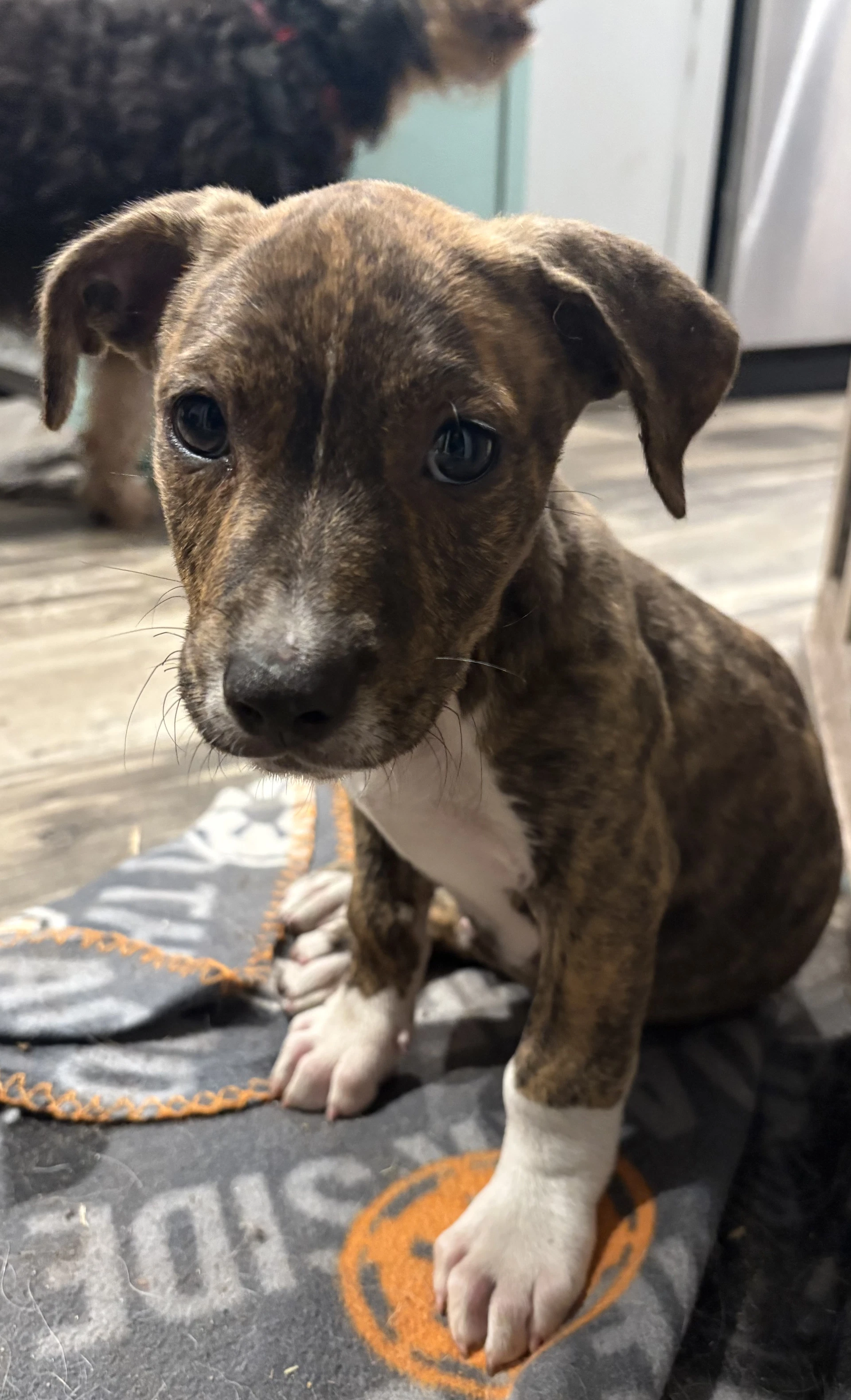 Romulus