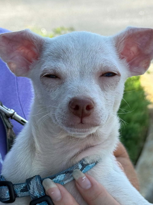 Oliver, an adoptable Chihuahua in Mcclellanville, SC