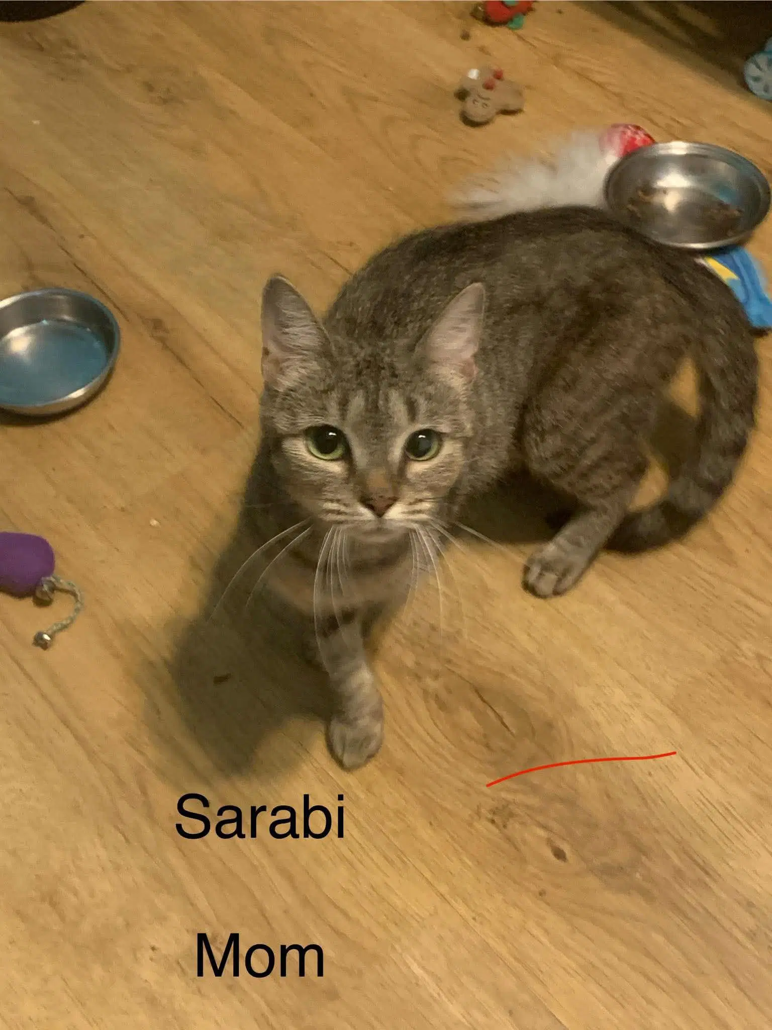 Sarabi image 2