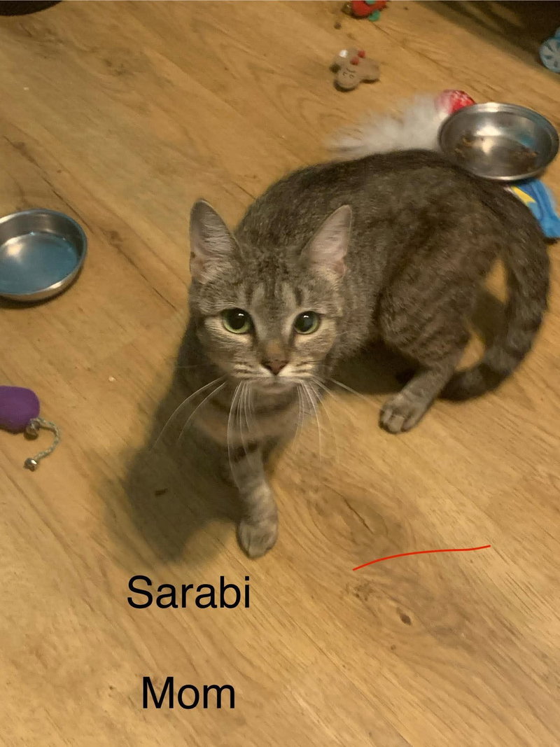 Sarabi, an adoptable Domestic Short Hair / Mixed