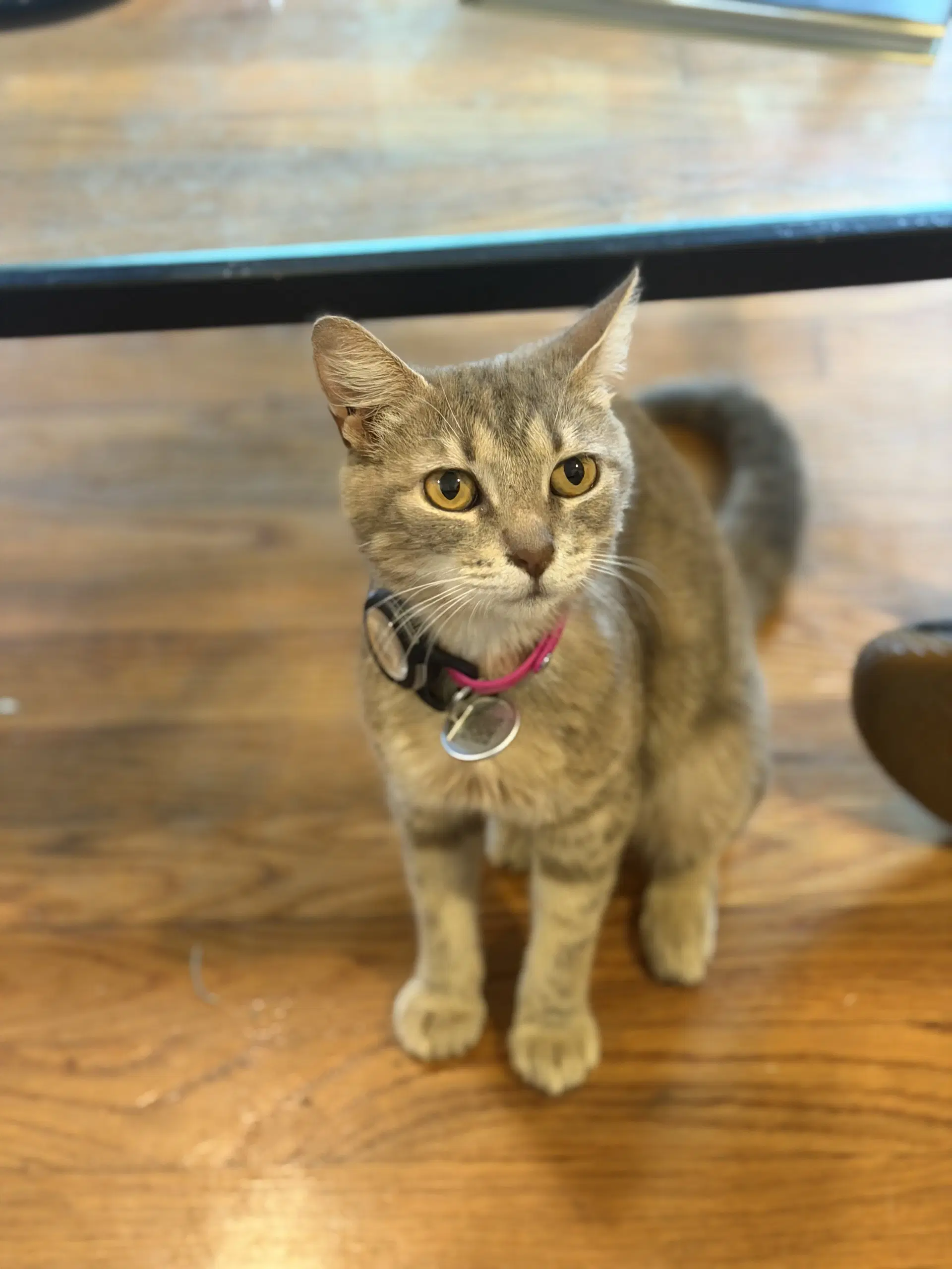 Junie - Domestic Short Hair