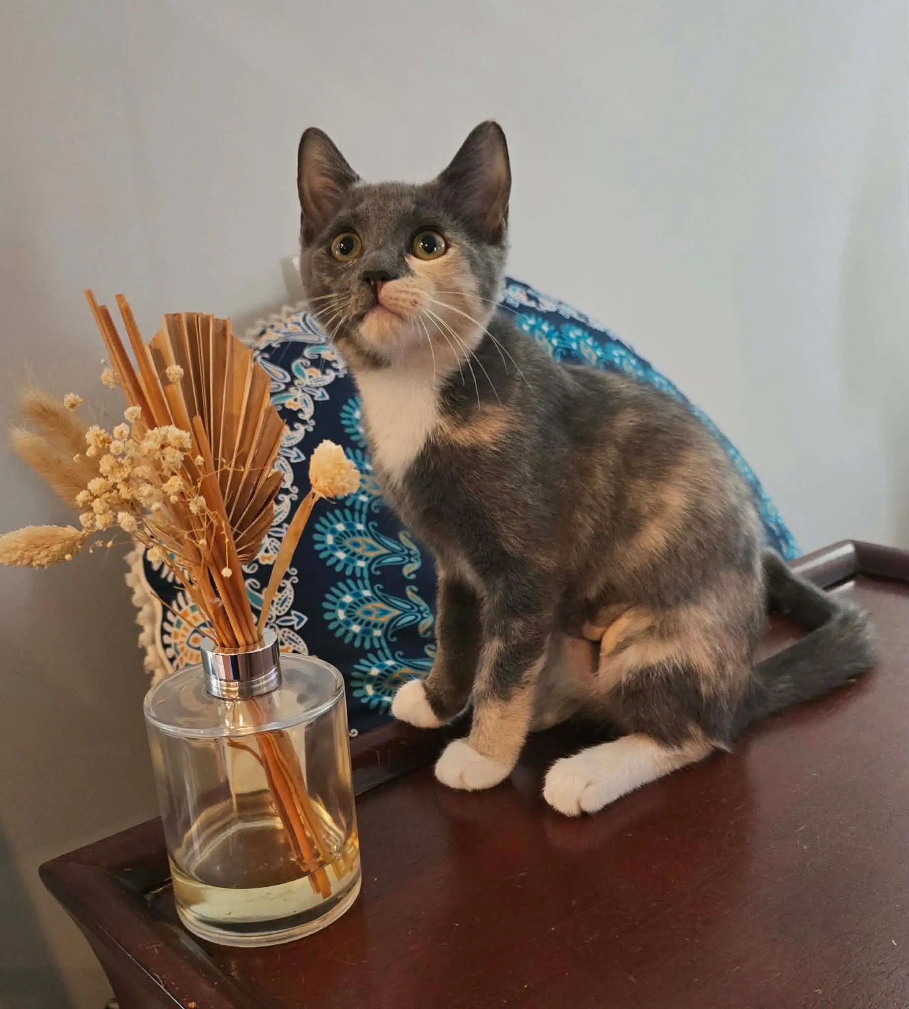 Ginny - Domestic Short Hair