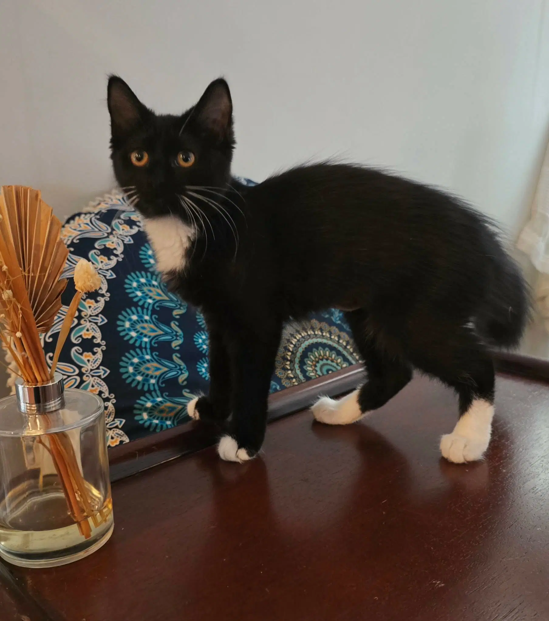 Bitsy - Domestic Short Hair