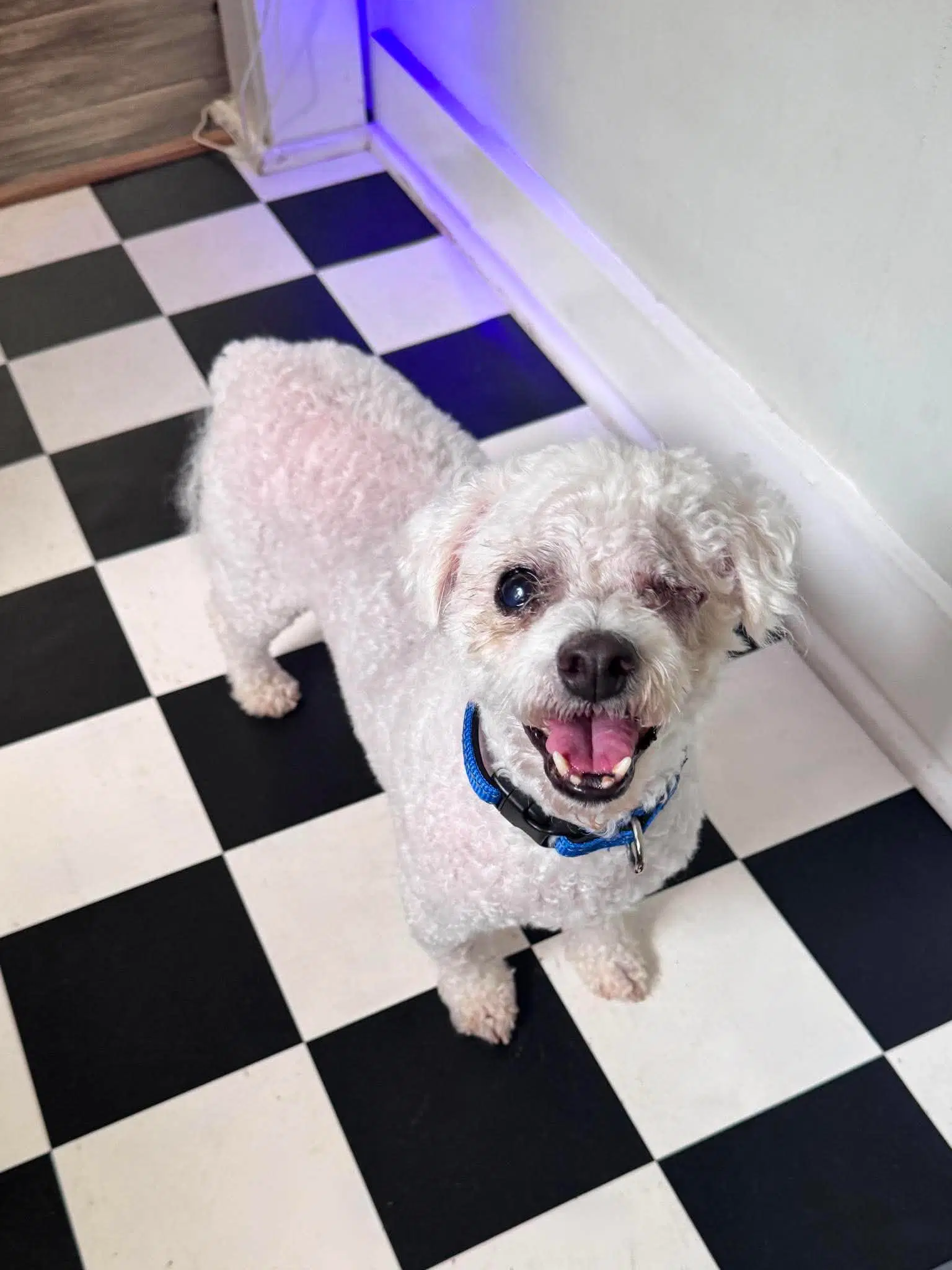 Teddy - Bichon Frise