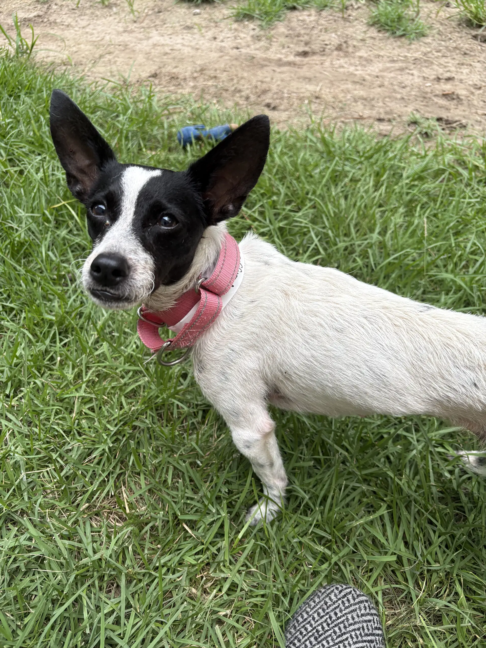 Maggie - Rat Terrier