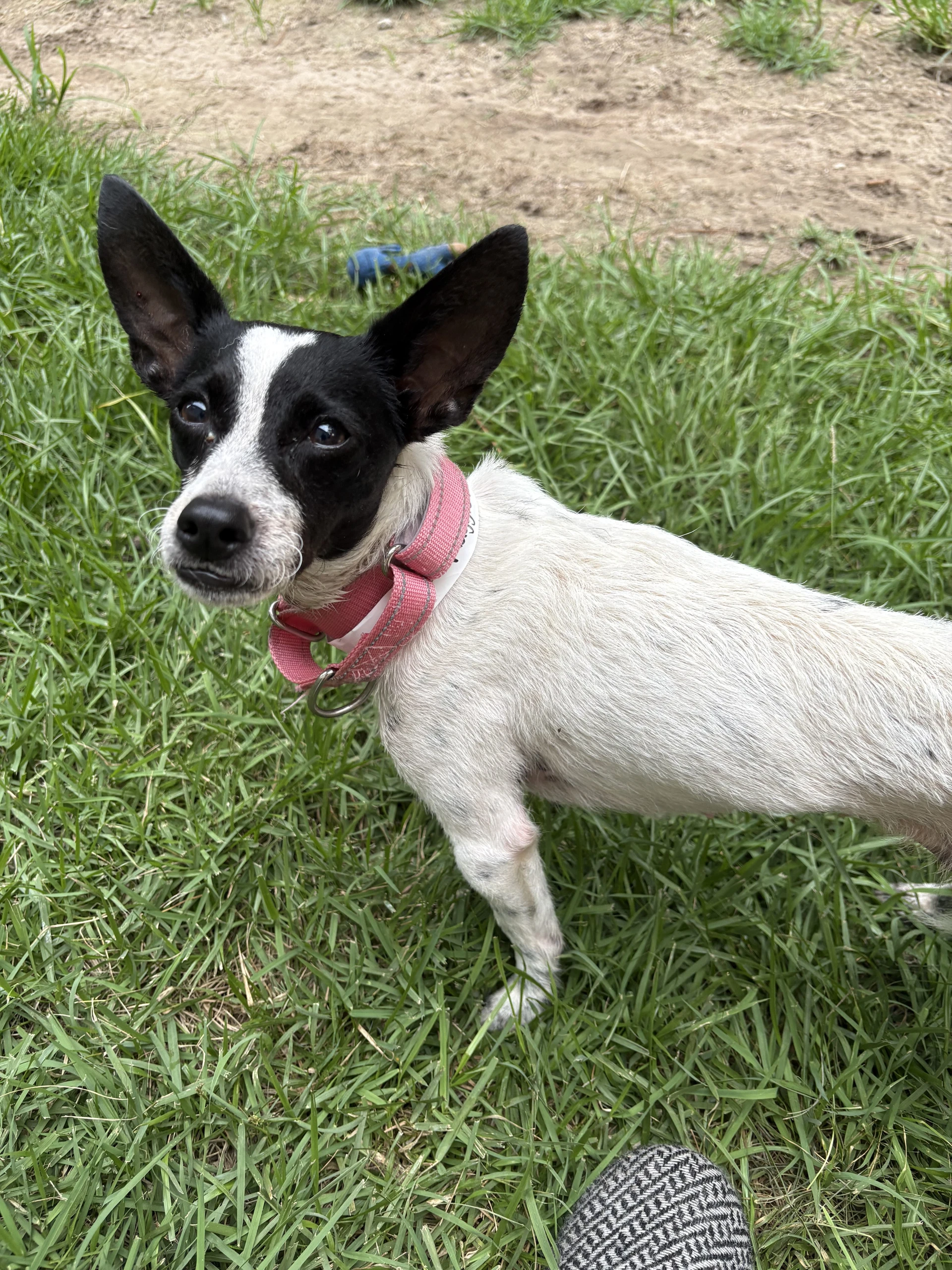 Maggie