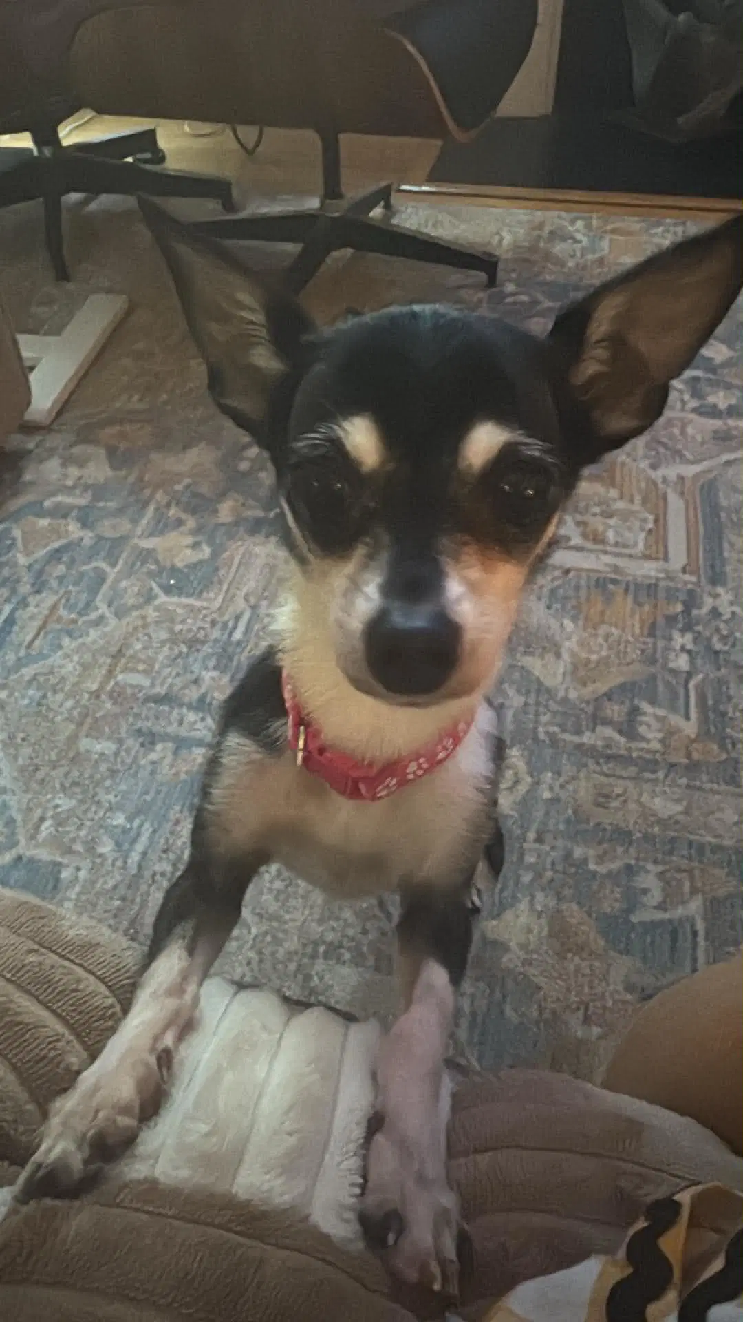Princess - Chihuahua