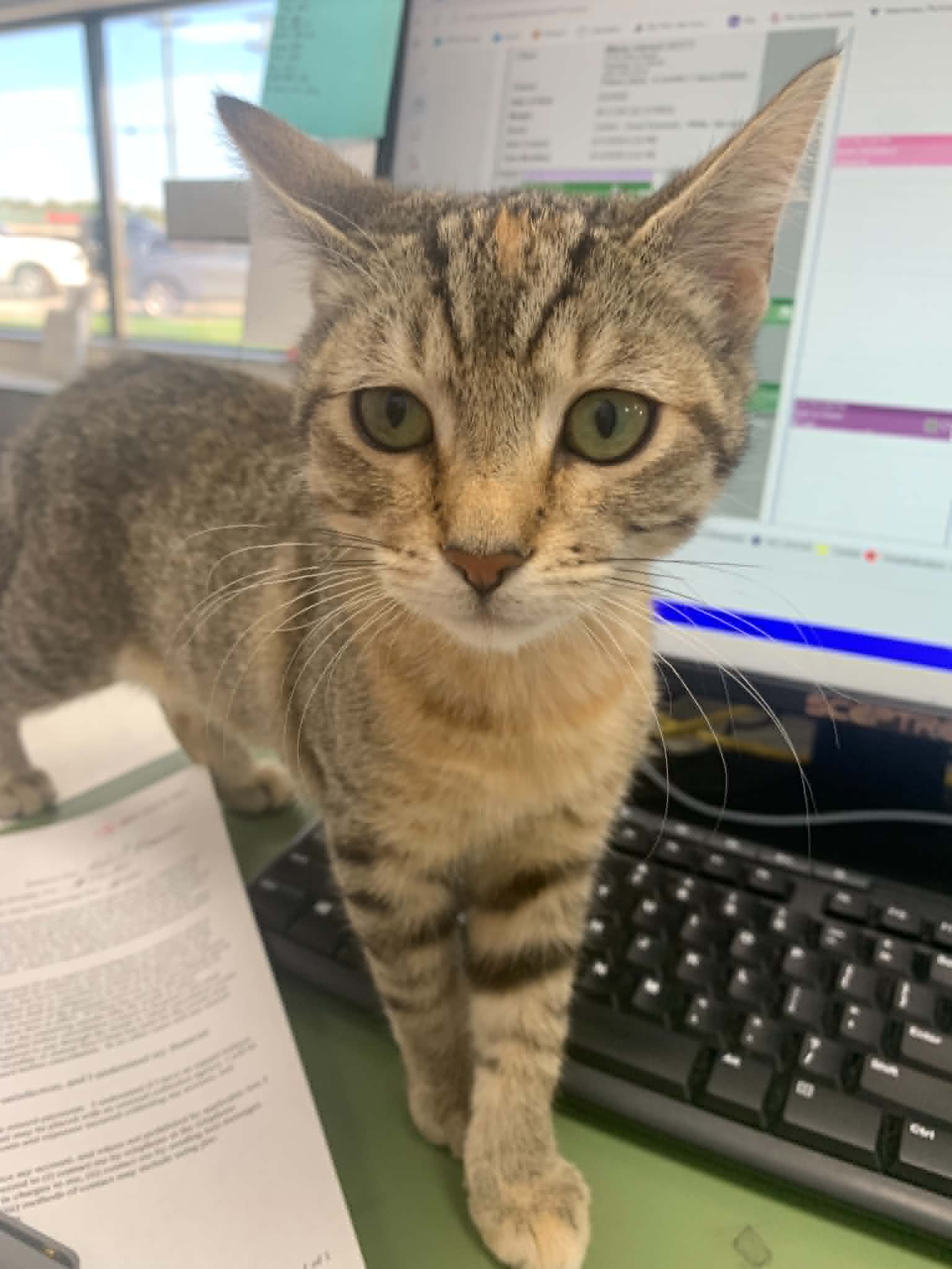 Pie - Domestic Short Hair
