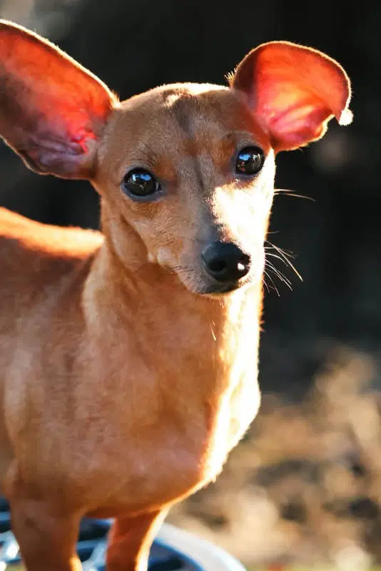 Beyonce - Dachshund