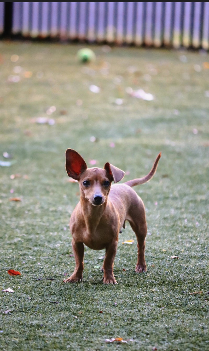 Beyonce, an adoptable Dachshund / Mixed (short coat)