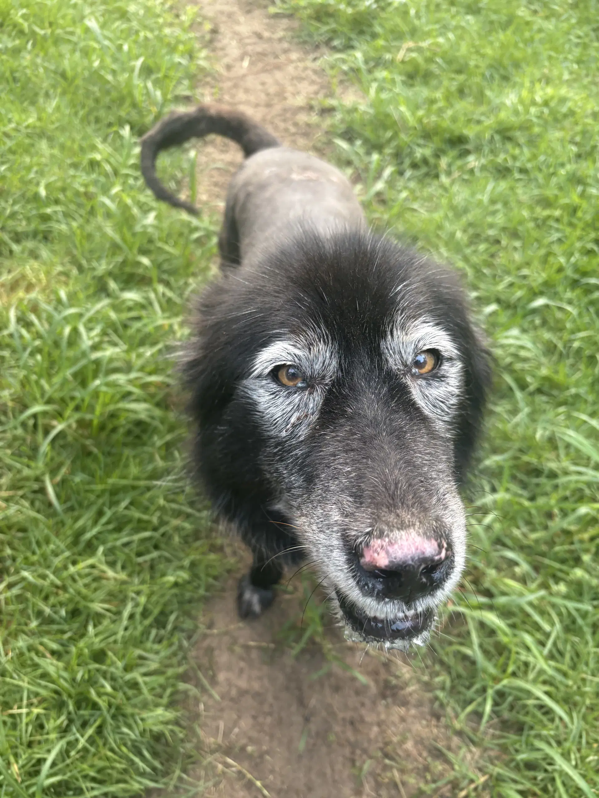 Shelby - Shepherd Mix