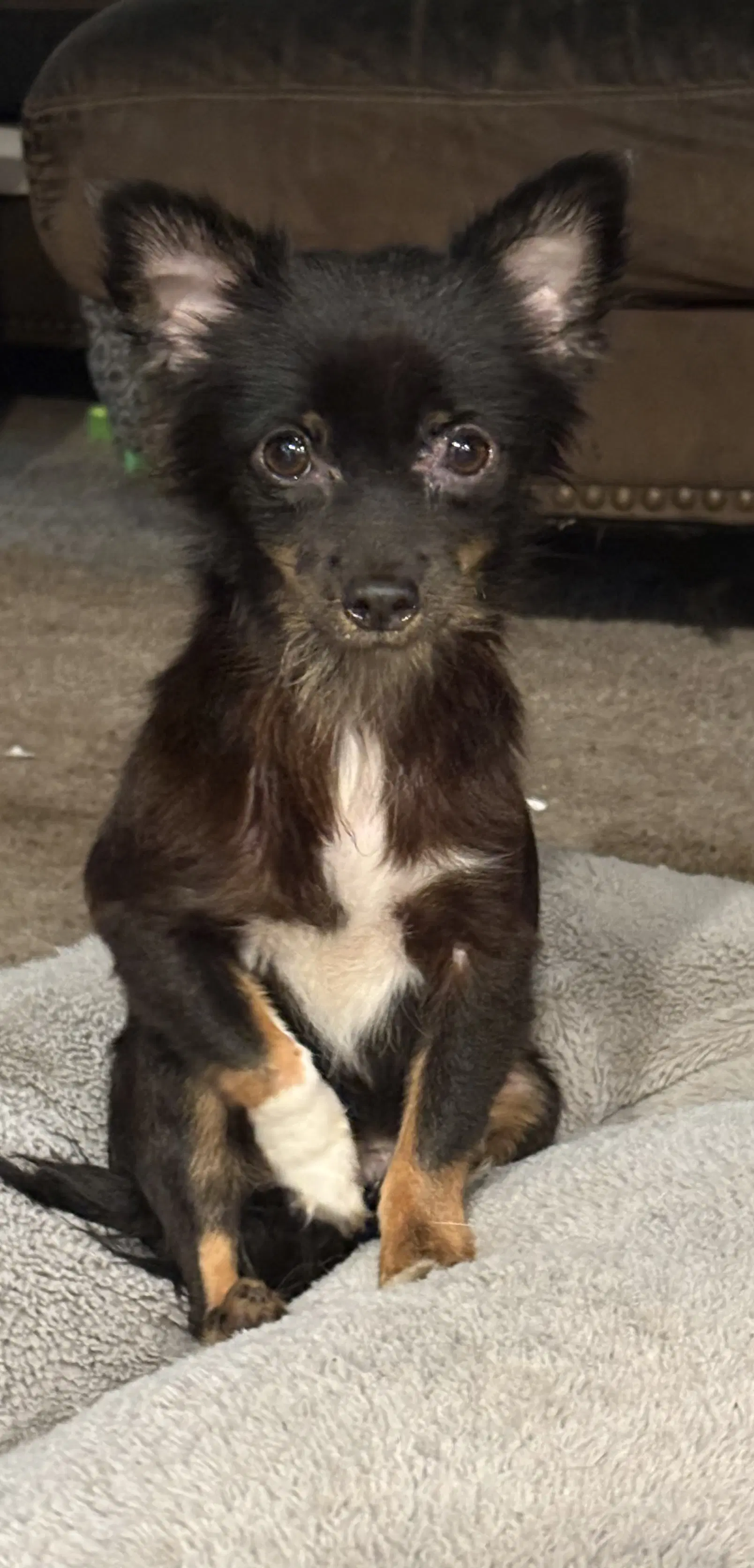 Jesse - Chihuahua