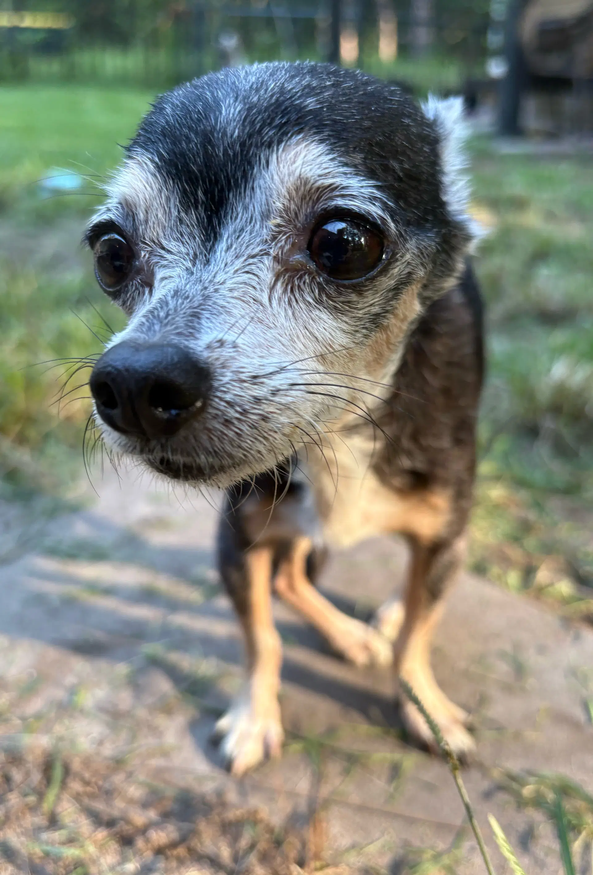 Libby image 2