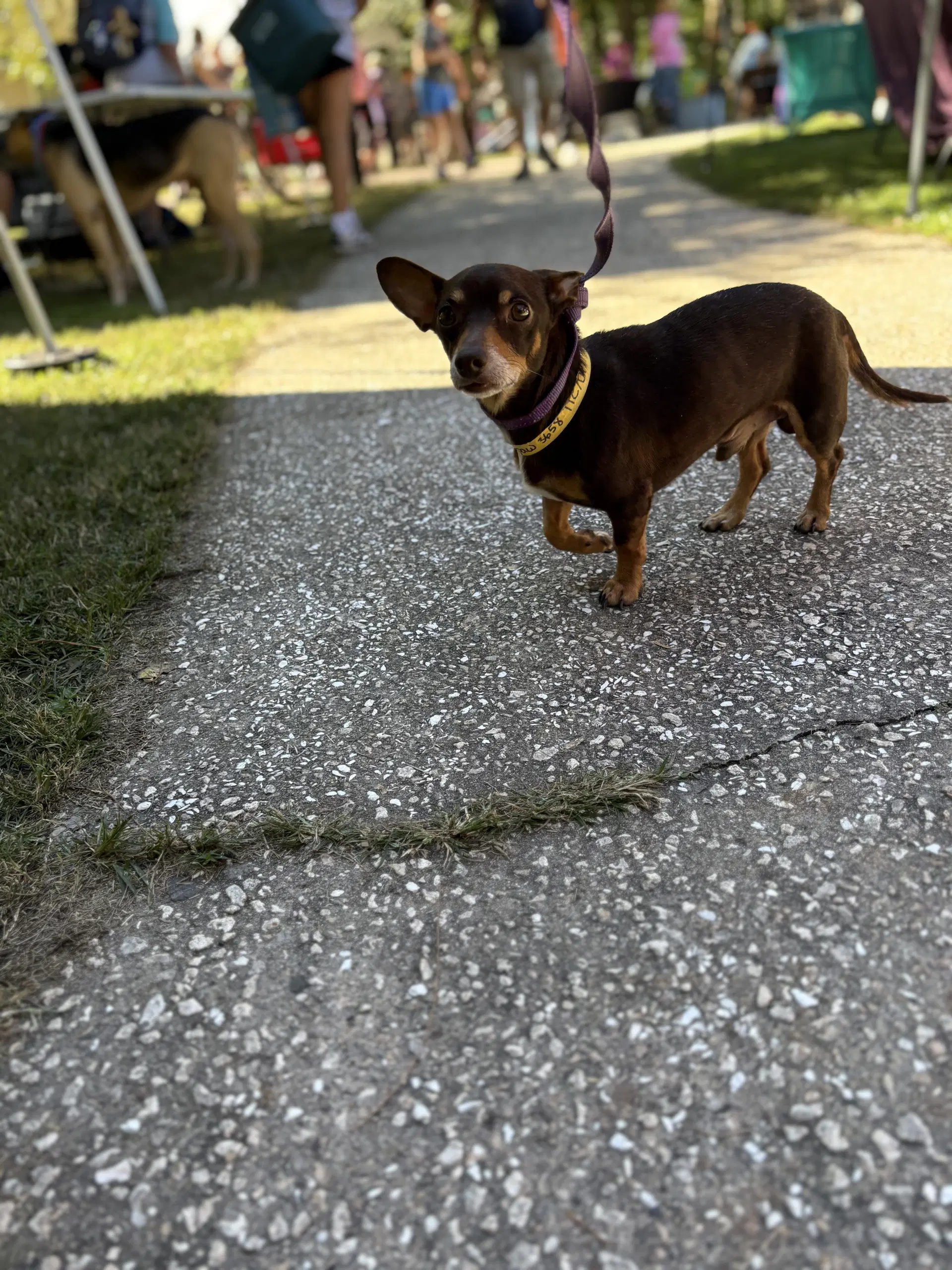 Matt - Chiweenie