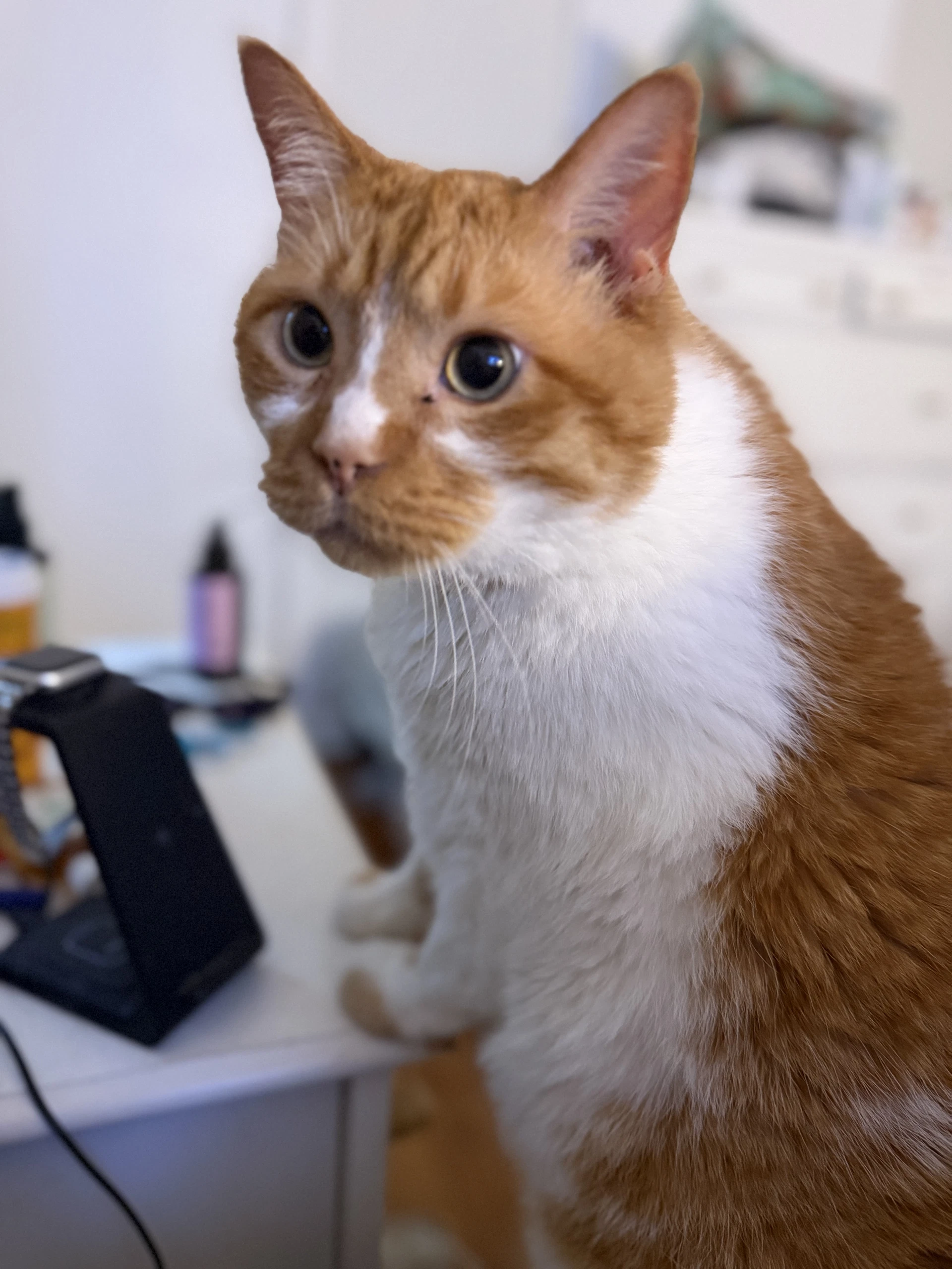 Biscuit