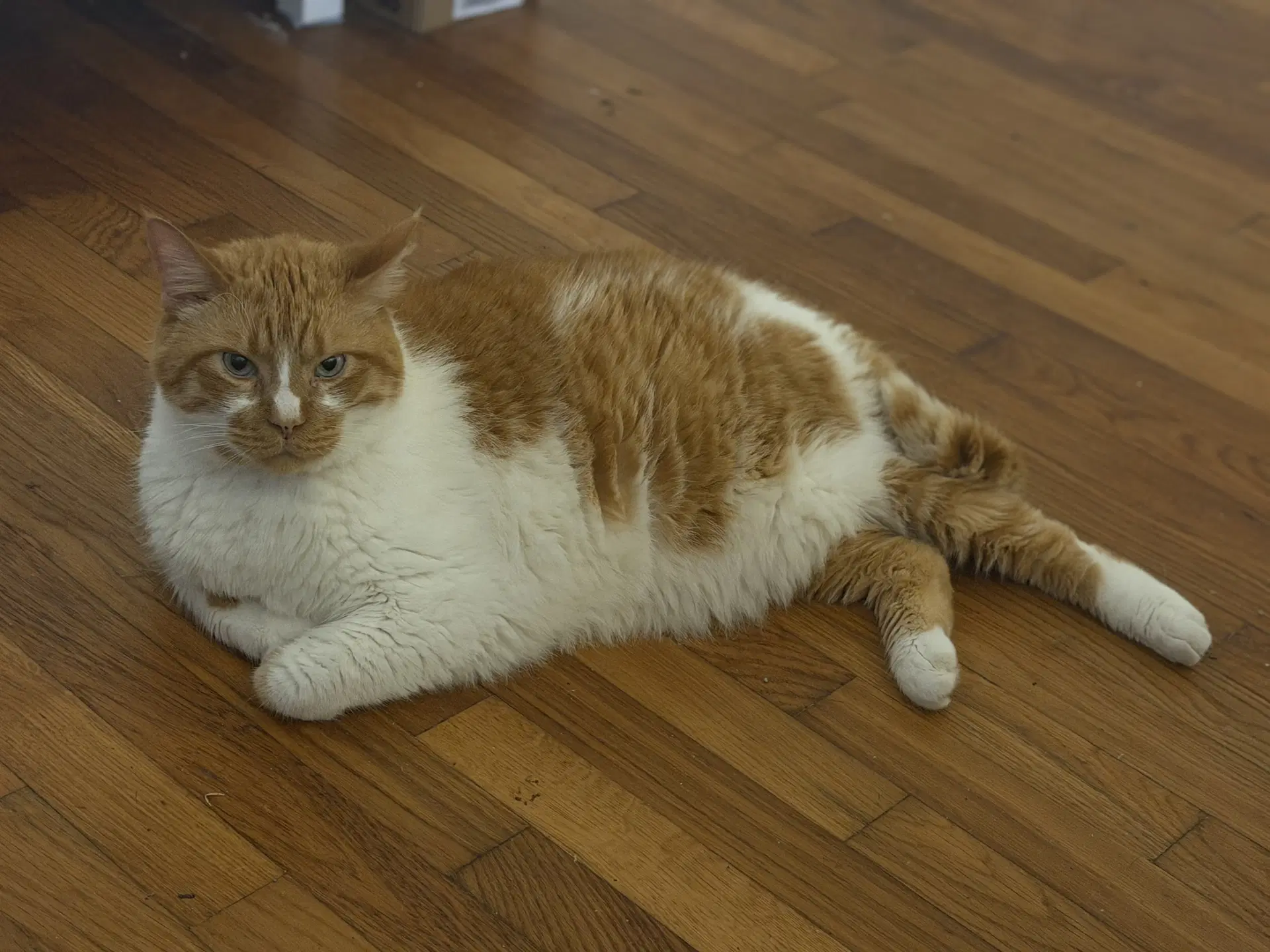 Biscuit image 2