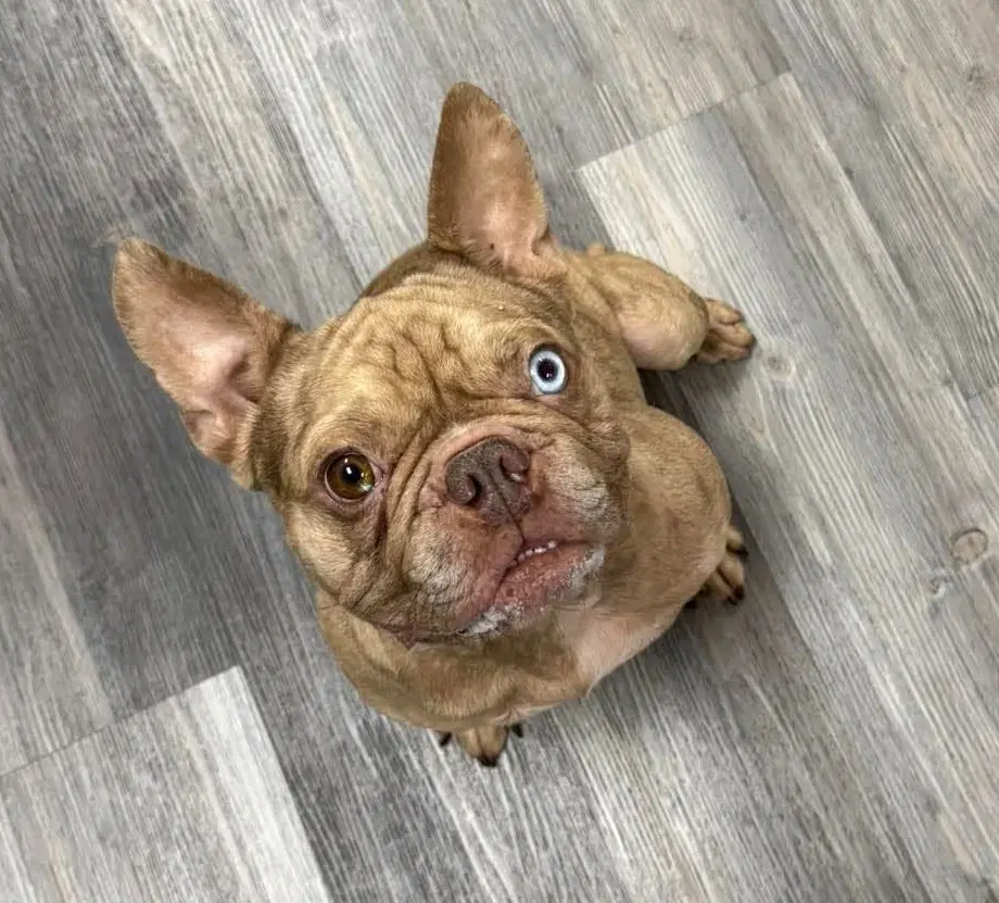 Pierre - French Bulldog