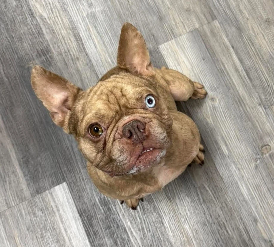 Pierre