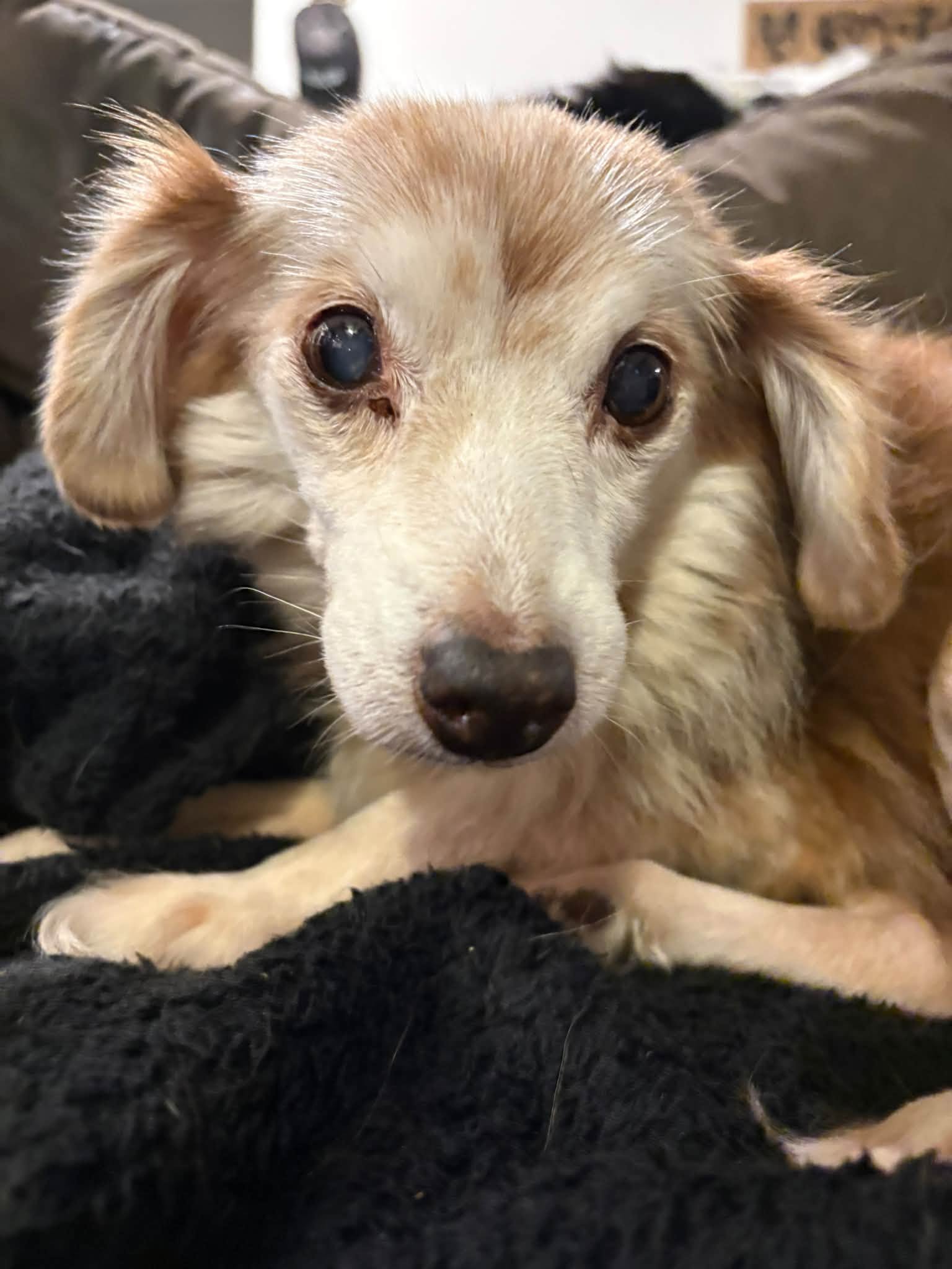 Debbie, Mixed Breed