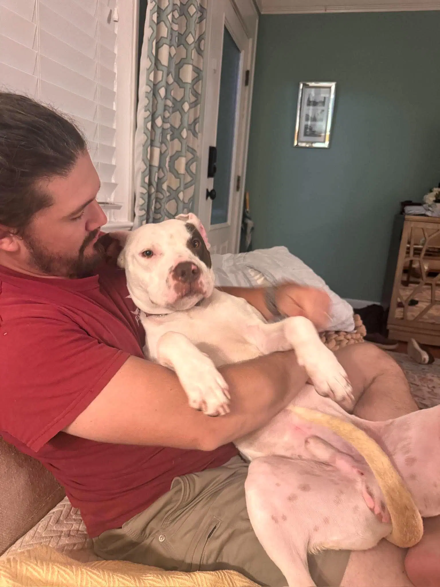 Georgie - Pit Bull Terrier