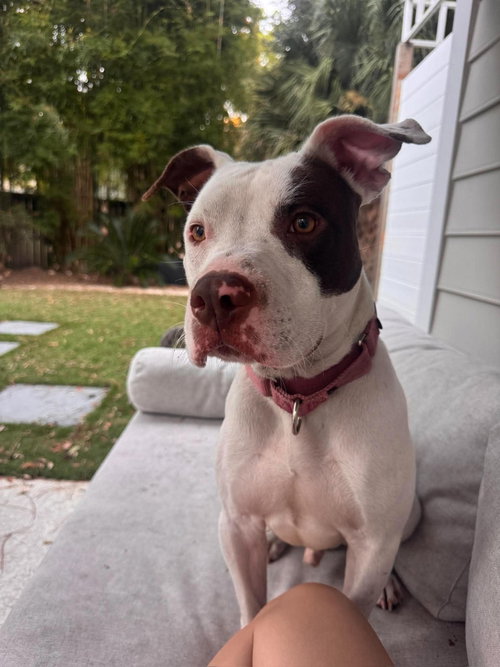 Georgie, an adoptable Pit Bull Terrier / Mixed