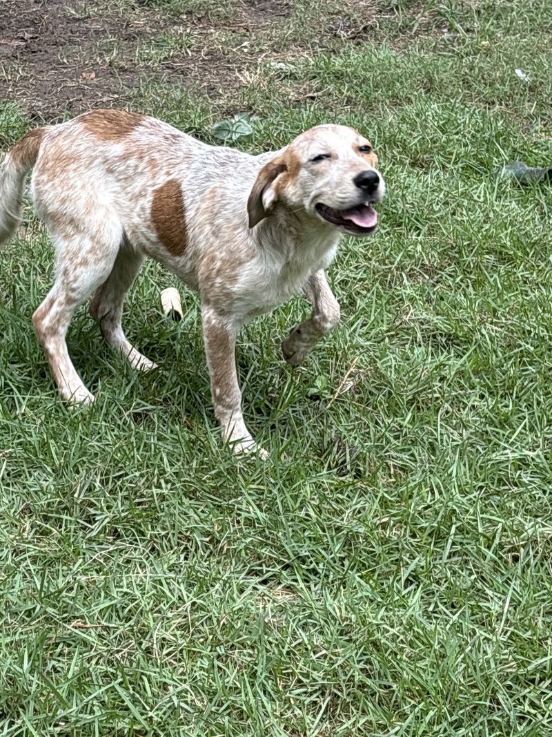 Amelia, an adoptable Cattle Dog / Mixed