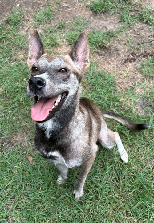 Ladybug, an adoptable Shepherd / Mixed