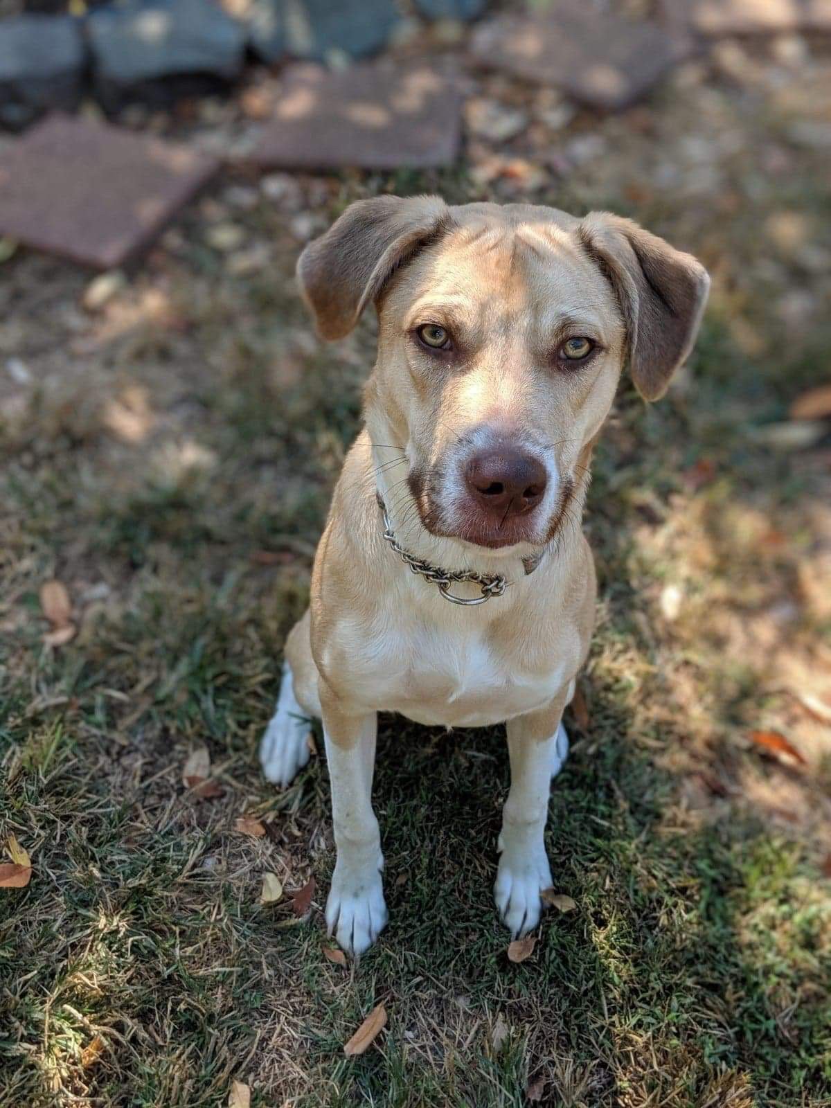 adoptable Dog in Greensboro, NC named Deacon