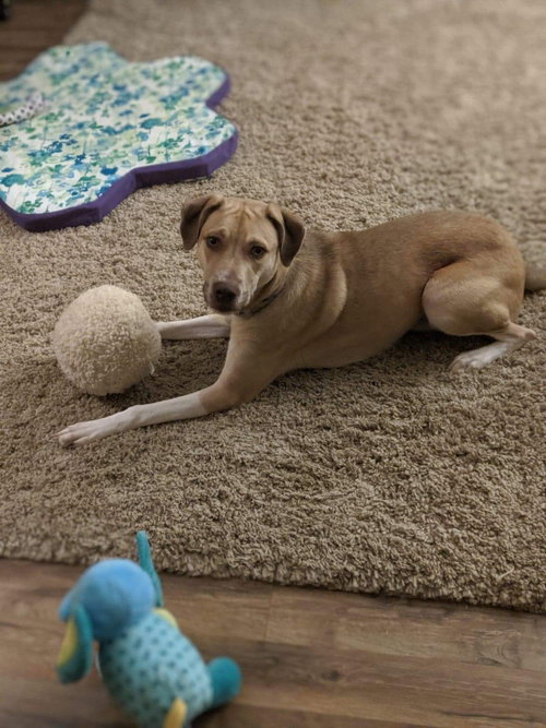 DEACON - Terrier / Boxer available for adoption