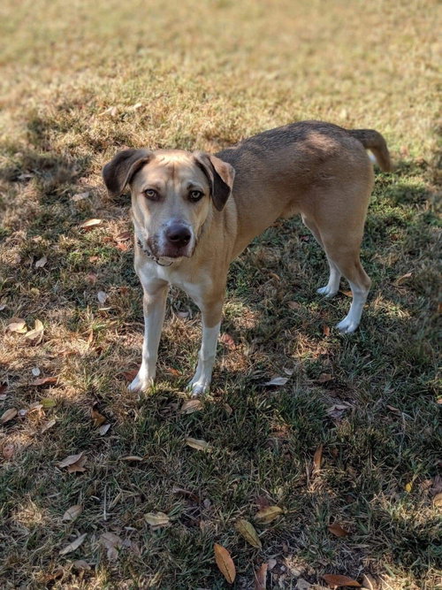 Deacon, photo 6