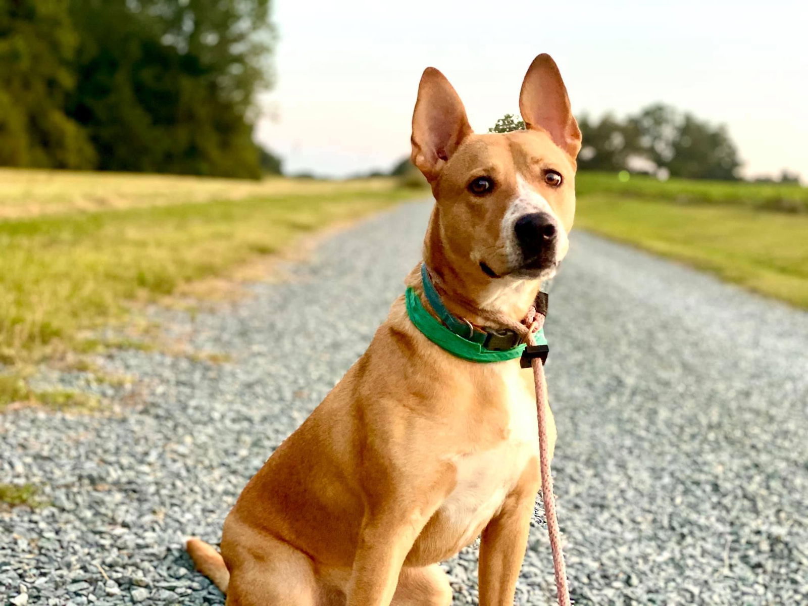 adoptable Dog in Greensboro, NC named Peter Pan