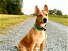 adoptable Dog in greensboro, NC named Peter Pan