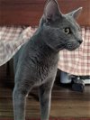 adoptable Cat in greensboro, NC named Monroe