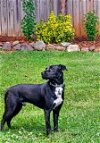adoptable Dog in greensboro, NC named Charlie