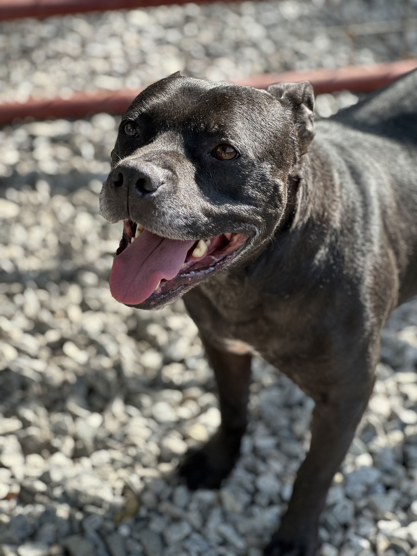 adoptable Dog in Greensboro, NC named Mikey