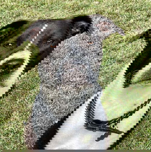 animal-image