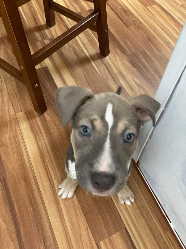 Dog for Adoption Fleur, a in Henry County, VA Alpha Paw