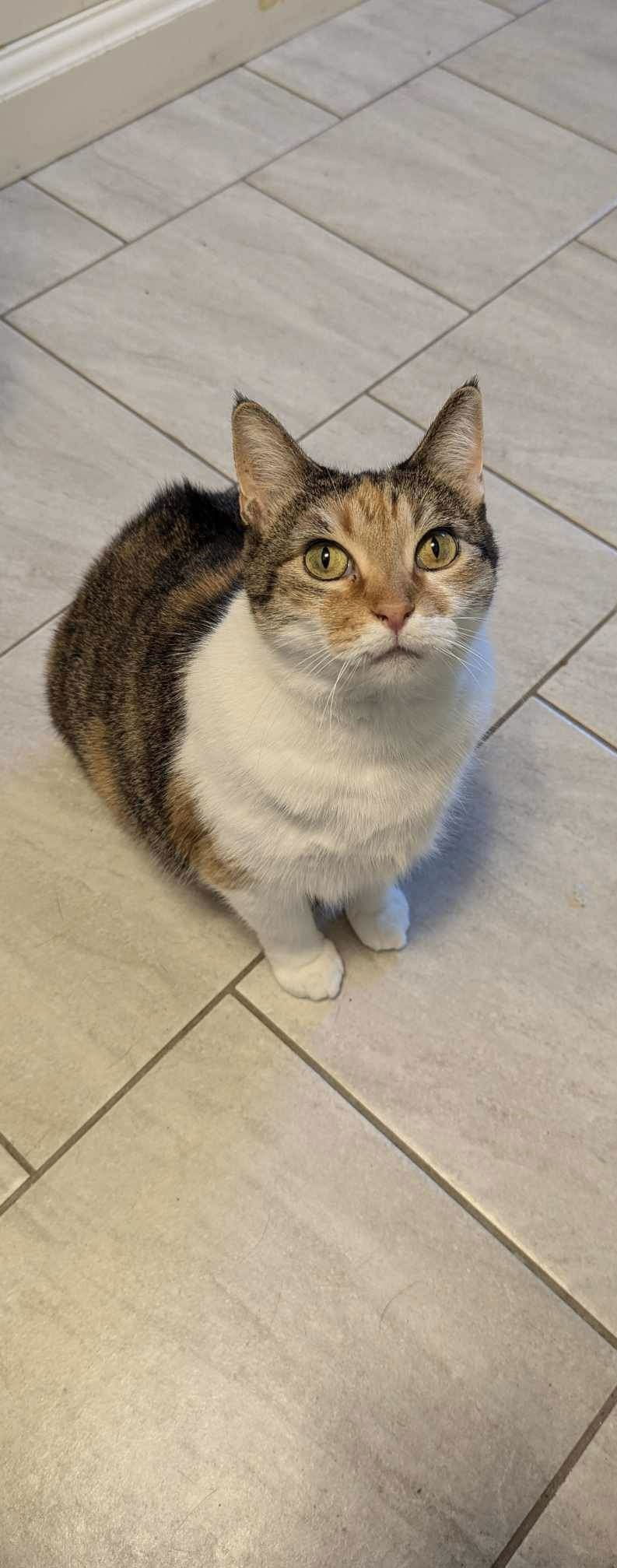 adoptable Cat in Greensboro, NC named Hannah