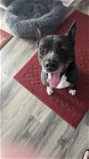 adoptable Dog in greensboro, NC named Precious Polly